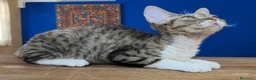 Devon Rex gatos en venta: Preciosos cachorros Devon Rex - Anuncio 6