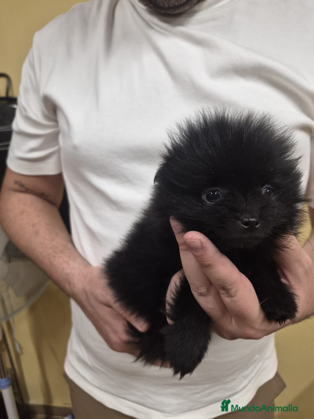 Pomerania perros en venta: LULU POMERANIA EXCLUSIVO  - Anuncio 2