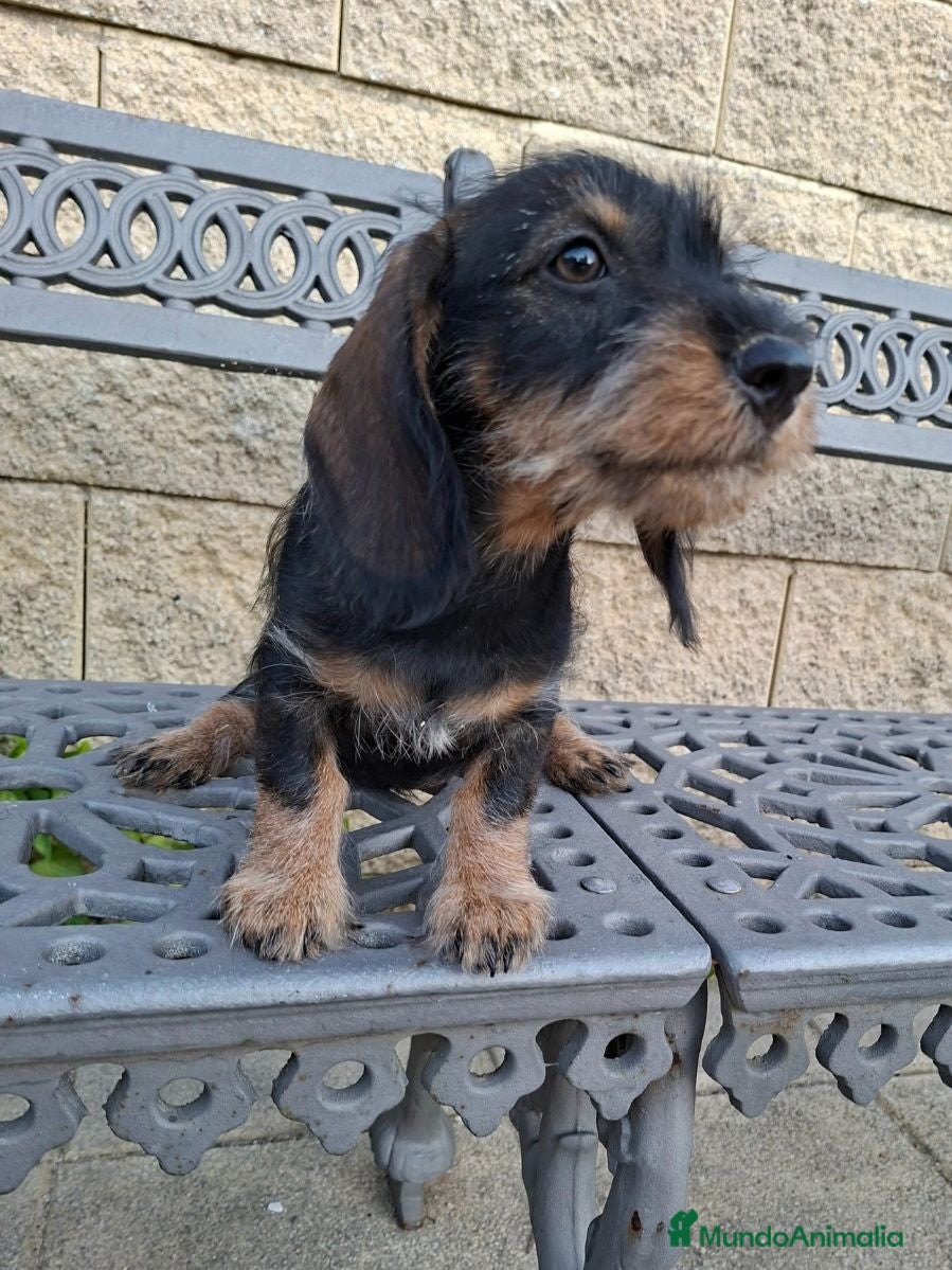 Teckel perros Teckel Standard Pelo Duro - Anuncio 2