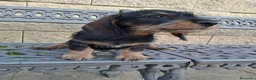 Teckel perros en venta: Teckel Standard Pelo Duro - Anuncio 1