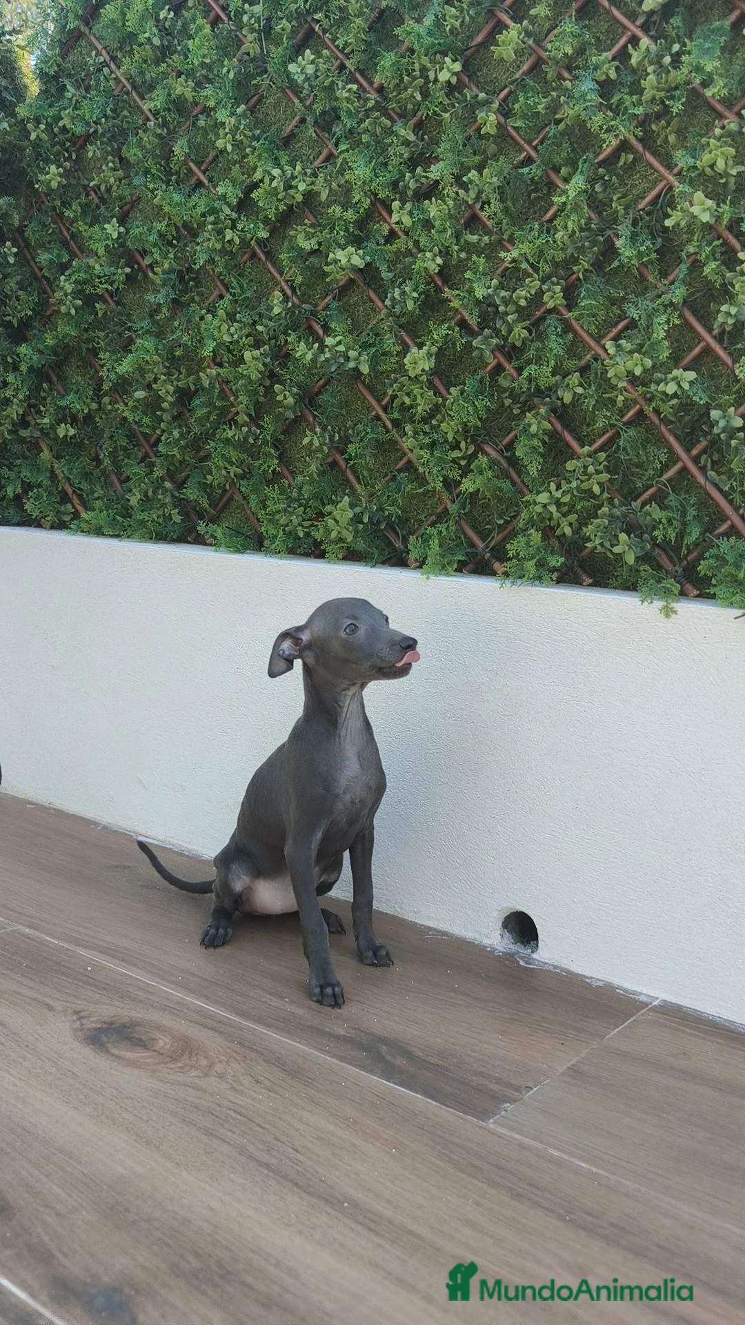 Pequeño Lebrel Italiano perros en venta: Pequeño Lebrel Italiano Disponibles ♂️♀️ - Anuncio 2