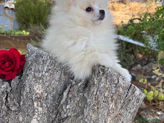 Pomerania perros - Anuncio 1