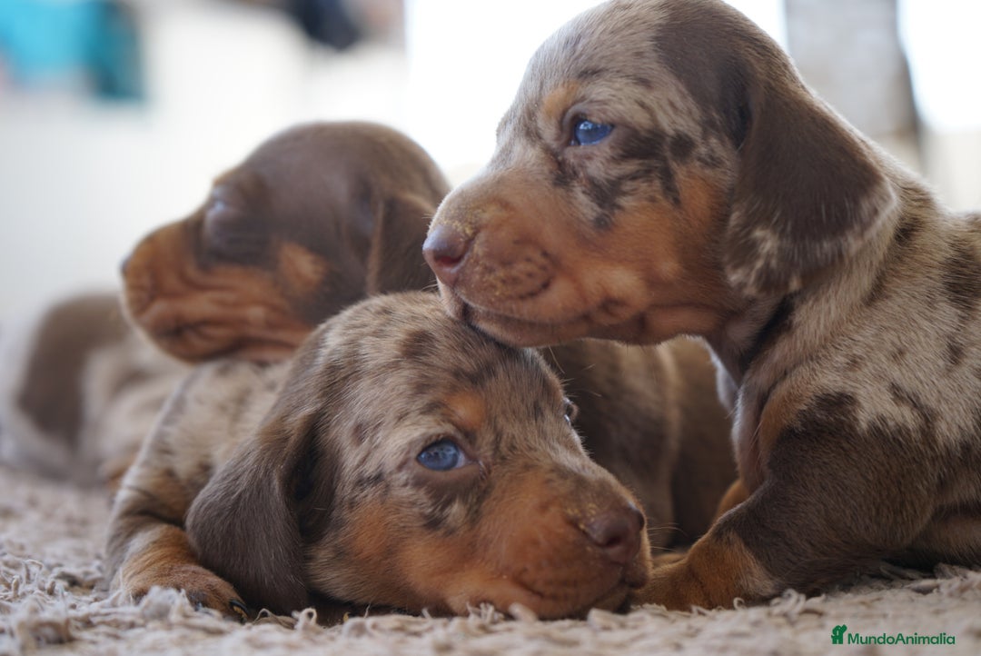 Teckel Miniatura perros en venta: 🐾Frixco, Calypso & Sunny💚 ¡Explosión de ternura! - Imagen 2