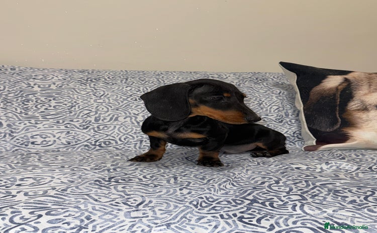 Teckel Miniatura perros Teckel kanichen macho negro fuego  - Anuncio 1