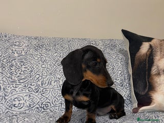 Teckel Miniatura perros Teckel kanichen macho negro fuego - Anuncio 1