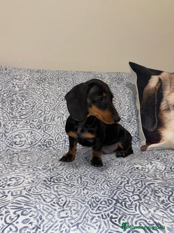 Teckel Miniatura perros Teckel kanichen macho negro fuego - Anuncio 1