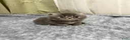 Persa gatos en venta: Gatos persas - Anuncio 1