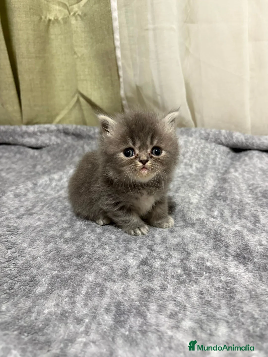 Persa gatos en venta: Gatos persas - Anuncio 1