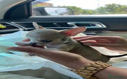Chihuahua perros en venta: Chihuahua mini  - Imagen 1