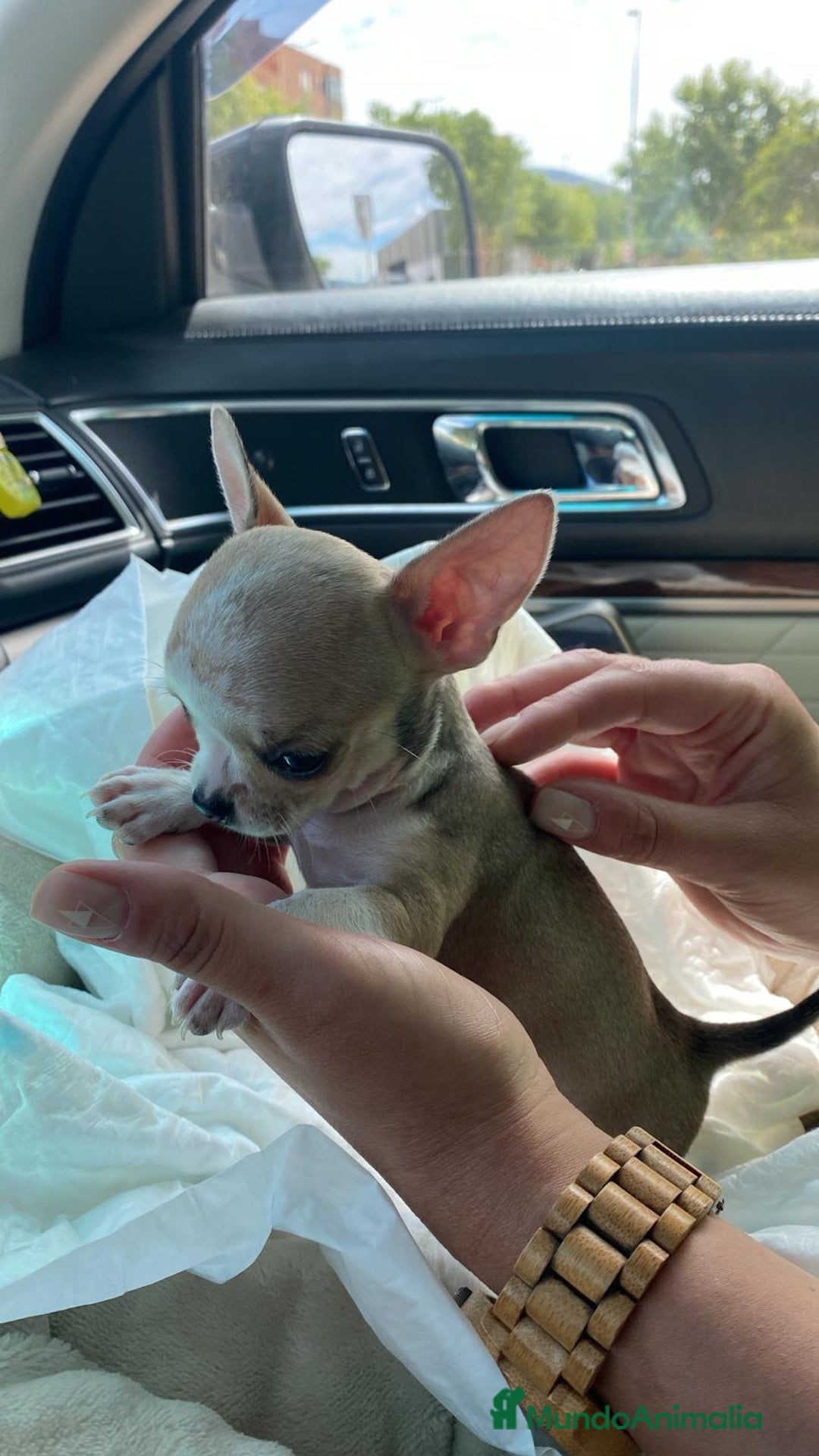 Chihuahua perros en venta: Chihuahua mini  - Imagen 1