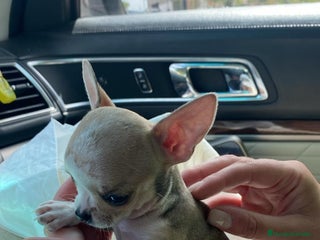 Chihuahua perros - Anuncio 11