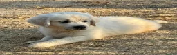 Golden Retriever perros en venta: Golden retriever  - Anuncio 3