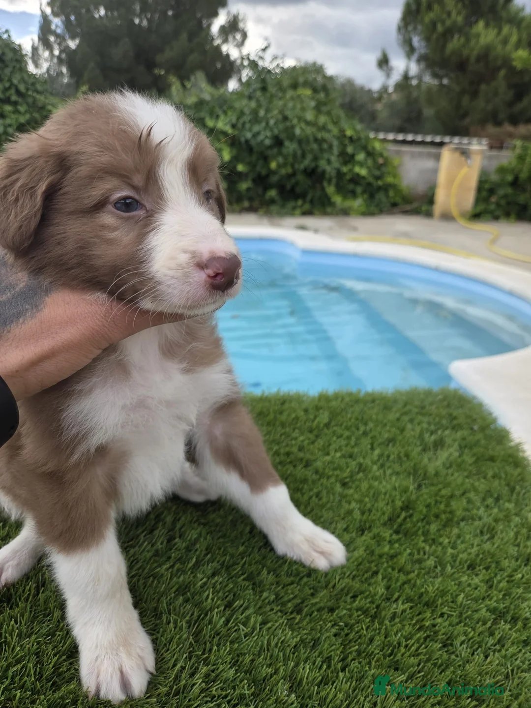 Border Collie perros en venta: Bordee collie  - Anuncio 1