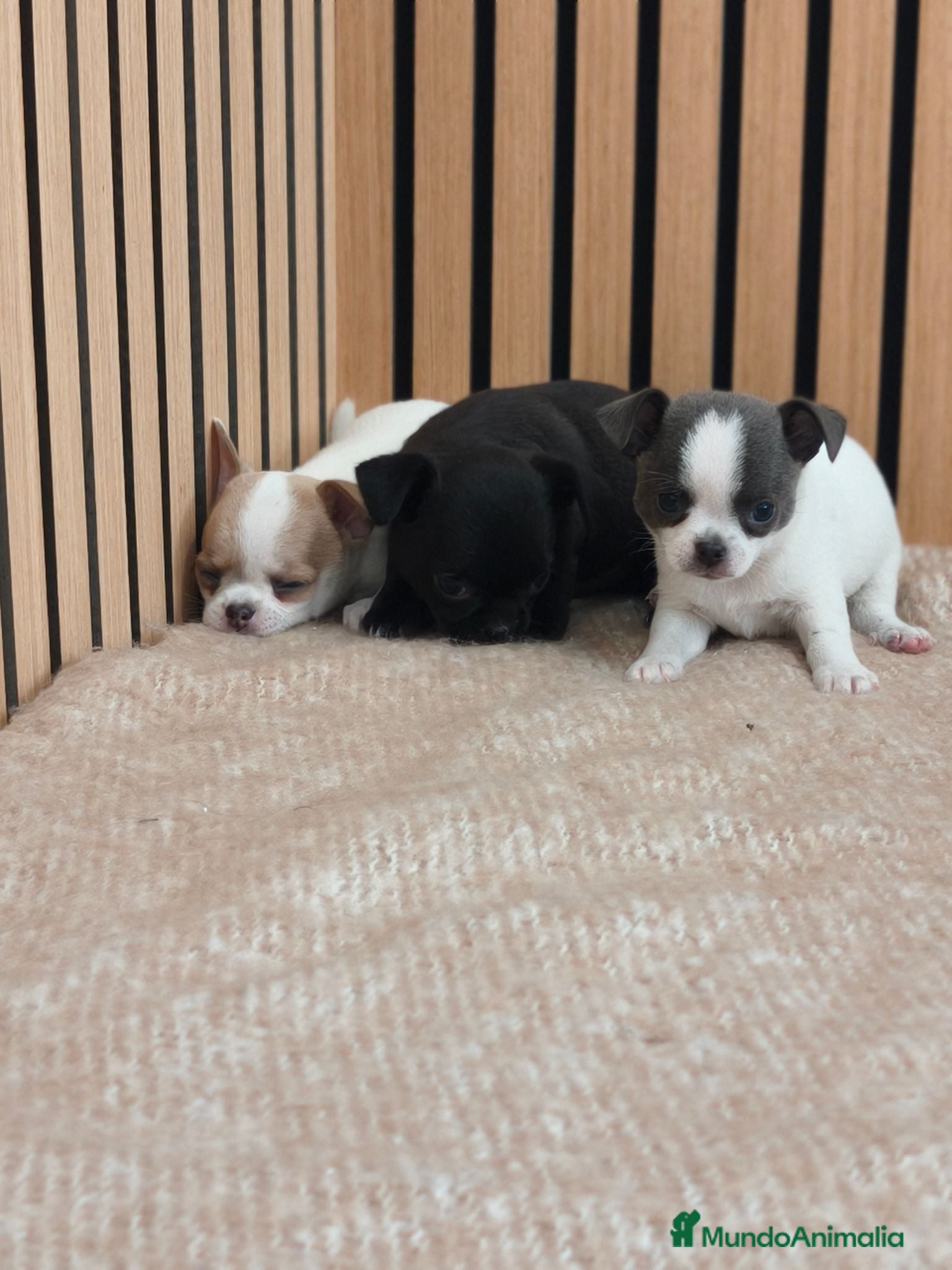 Chihuahua perros Chihuahua Toy machos disponibles  - Anuncio 1