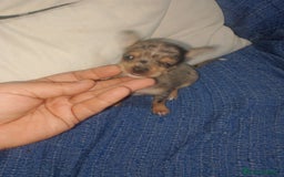 Chihuahua perros en venta: Hembra preciosa de chihuahua cabeza venado  - Imagen 3