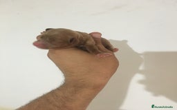 Cavapoo perros en venta: CAVAPOO GRAN CALIDAD  - Imagen 2