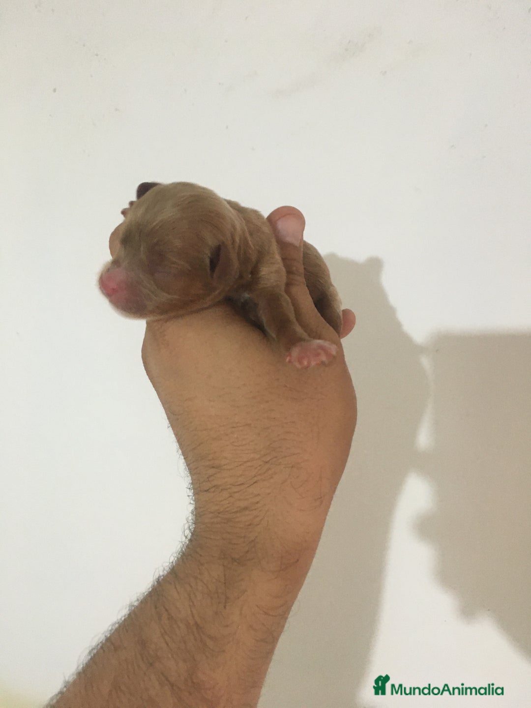 Cavapoo perros en venta: CAVAPOO GRAN CALIDAD  - Imagen 2