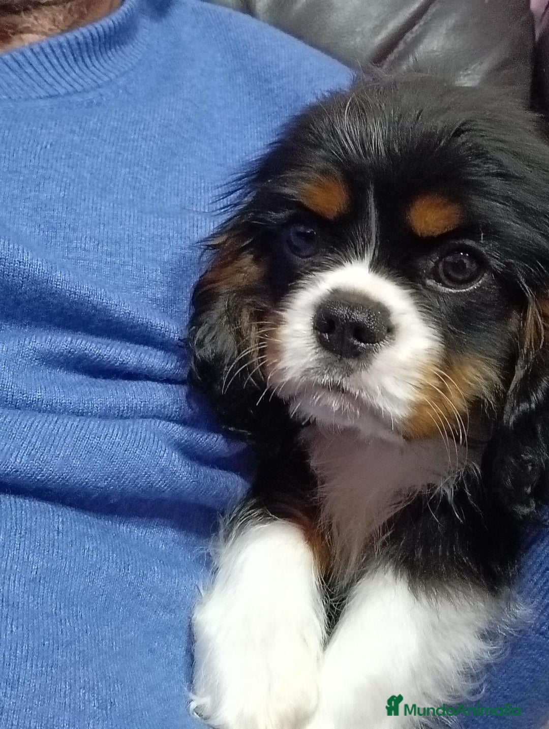 Cavalier King Charles Spaniel perros en venta: Cavalier macho tricolor  - Anuncio 4