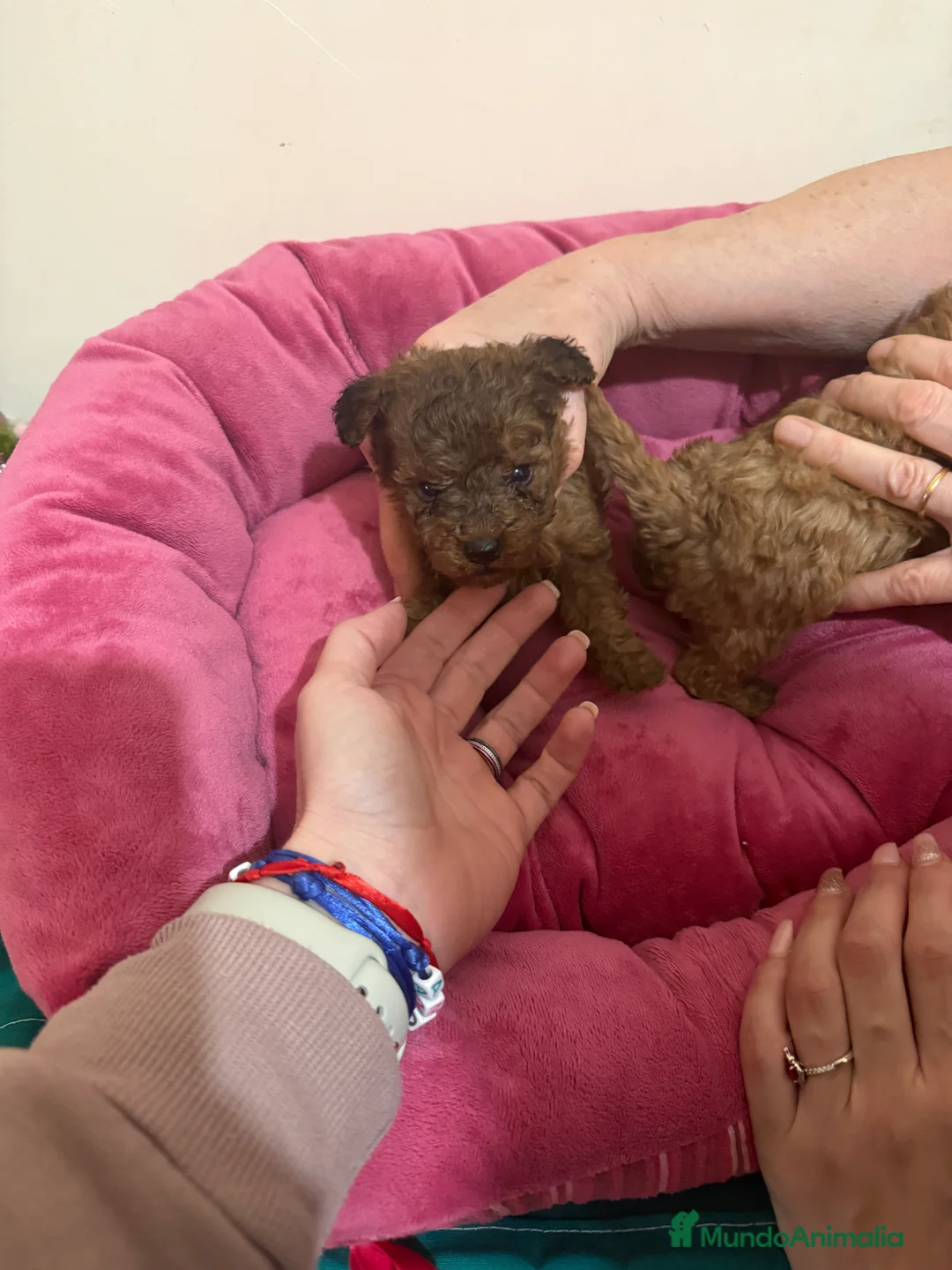 Caniche Toy perros en venta: Camada caniche toy - Anuncio 4