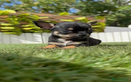 Chihuahua perros en venta: CHIHUAHUA MACHO - Imagen 6