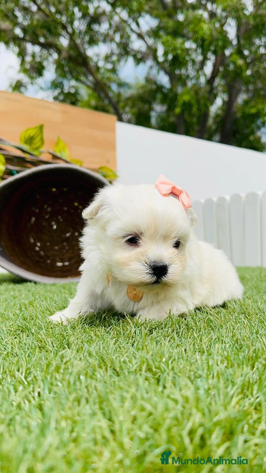 Bichón Maltés perros MUÑECA DE BICHÓN MALTÉS en Madrid - Anuncio 2