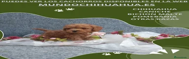 Caniche Toy Cachorro 9