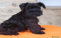 Schnauzer Miniatura perros en venta: Schnauzer mini  - Imagen 1