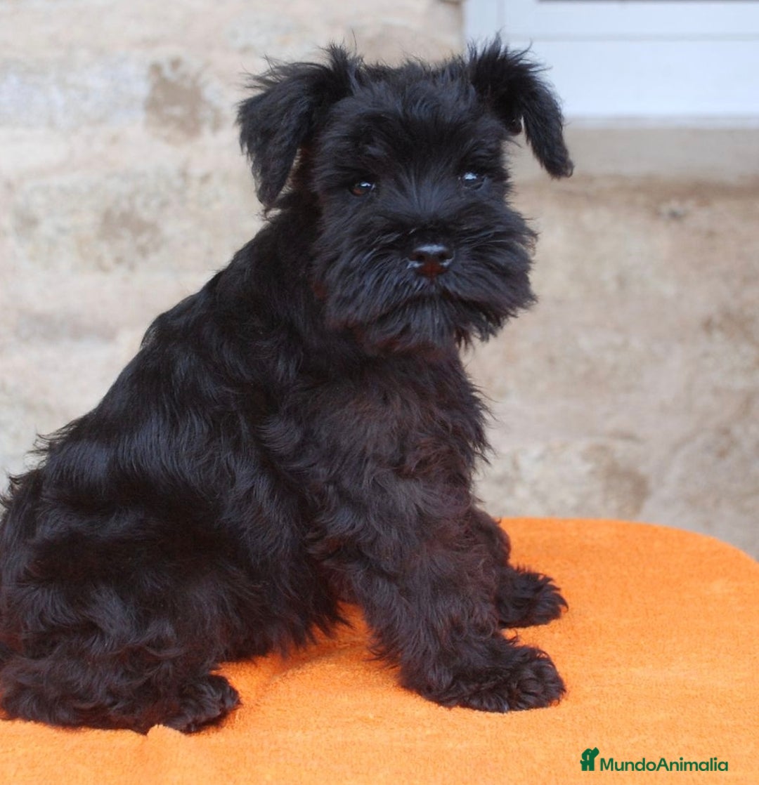 Schnauzer Miniatura perros en venta: Schnauzer mini  - Imagen 1