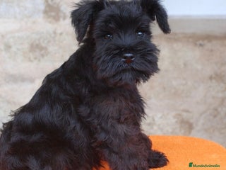 Schnauzer Miniatura perros - Anuncio 28