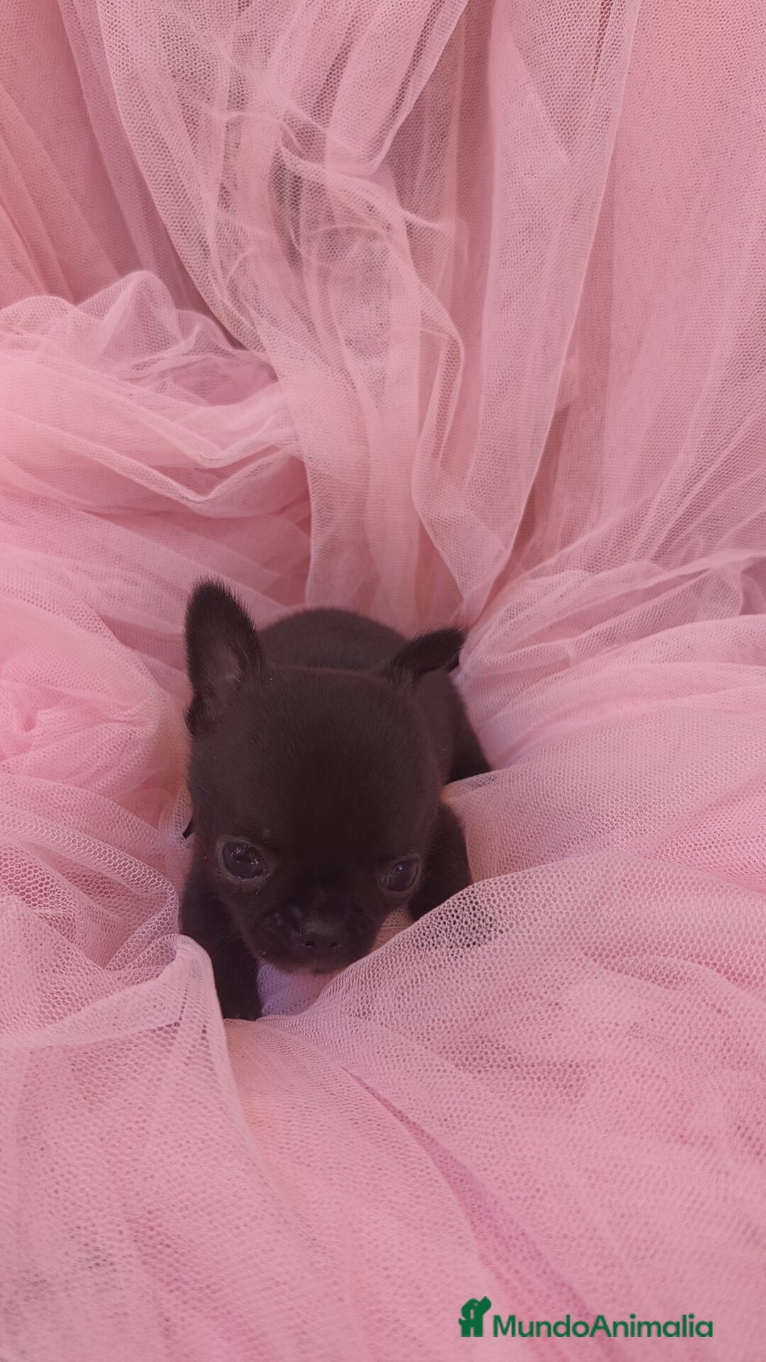 Chihuahua perros en venta: Chihuahua Toy macho Negro - Anuncio 5