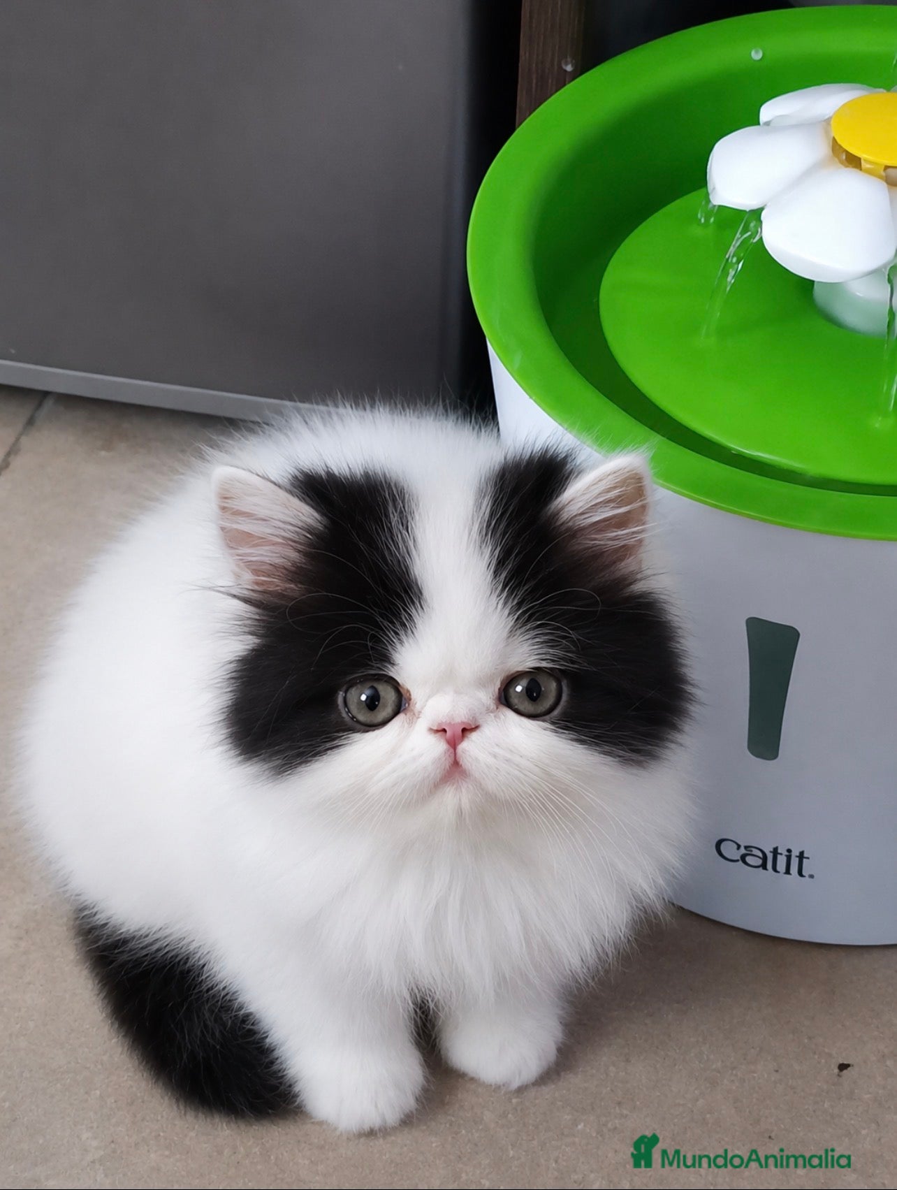 Persa gatos Persas bebé - Anuncio 1