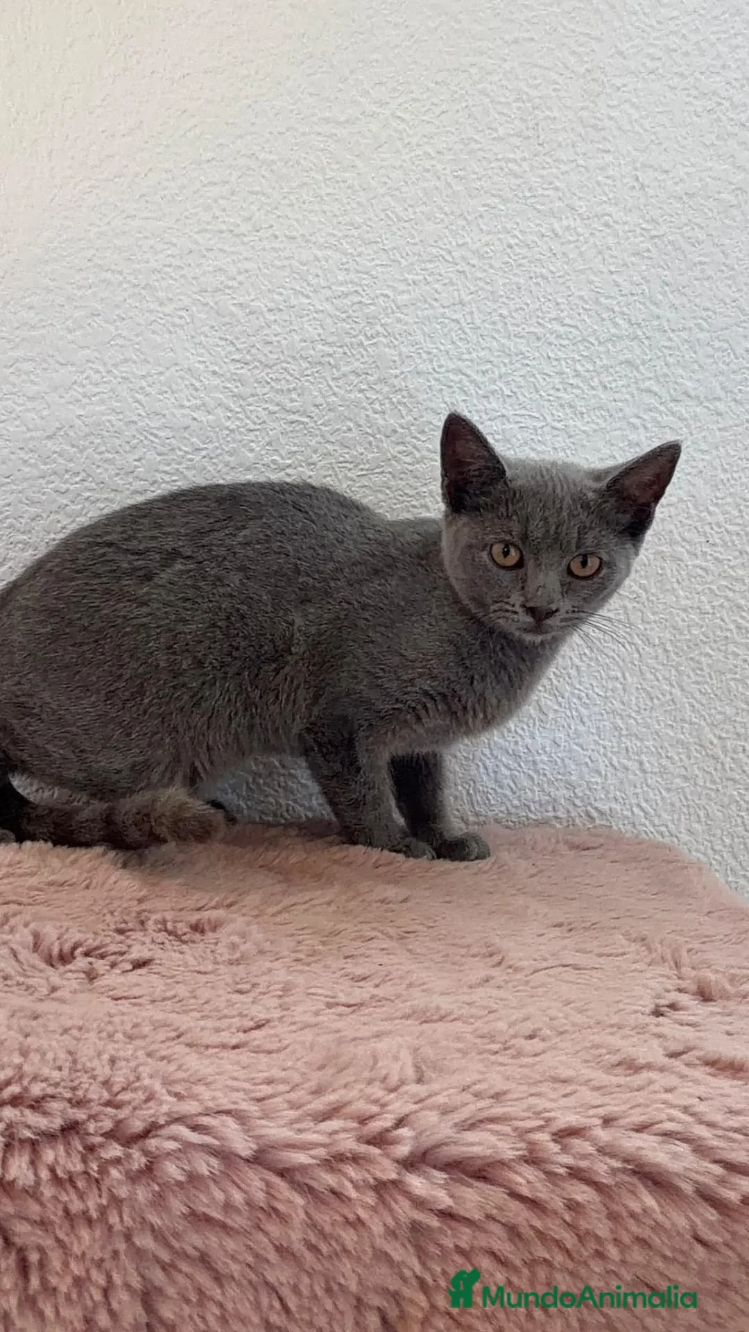Raza Mixta gatos en venta: Ruso con British  - Anuncio 8