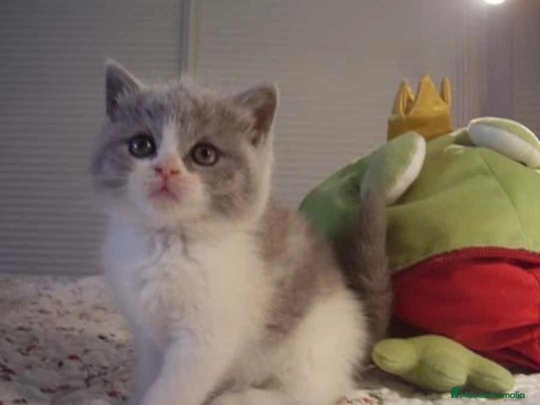 Imagen de galería {{count}}