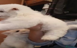 Bichón Maltés perros en venta: Bichon maltés  - Imagen 6