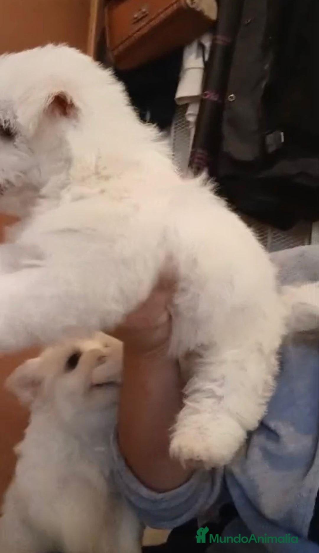 Bichón Maltés perros en venta: Bichon maltés  - Imagen 6