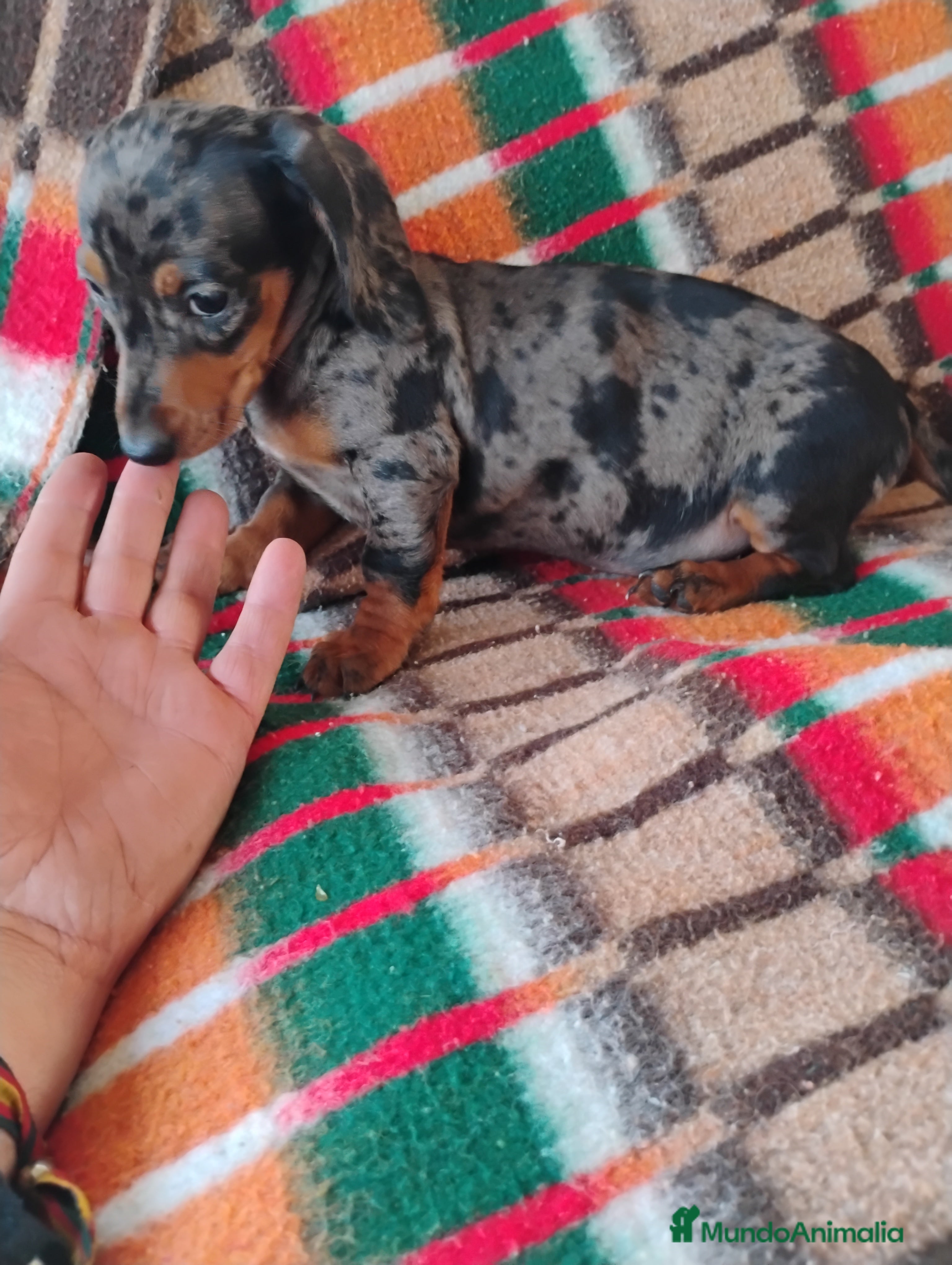 Teckel Miniatura perros Hembra teckel arlequín plata miniatura  - Anuncio 1