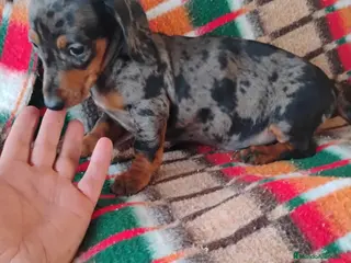 Teckel Miniatura perros Hembra teckel arlequín plata miniatura - Anuncio 1