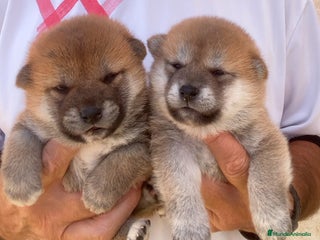 Shiba Inu perros - Anuncio 2