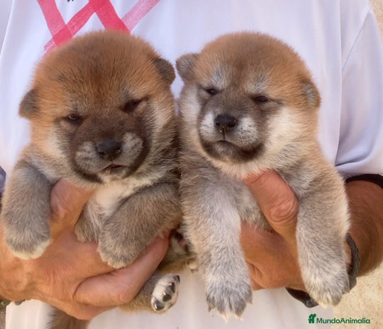 Shiba Inu perros - Anuncio 1