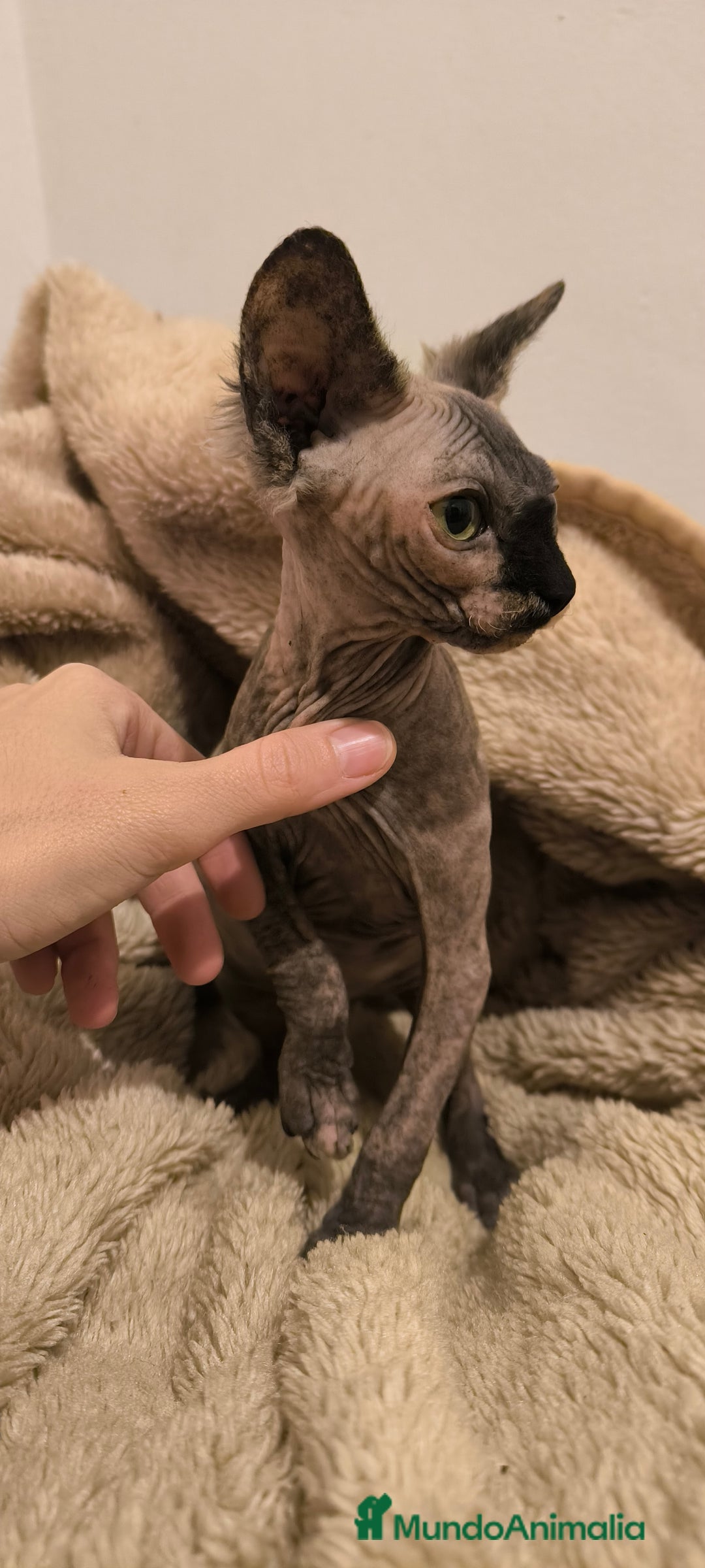 Sphynx gatos en venta: Última hembra sphynx  - Anuncio 1