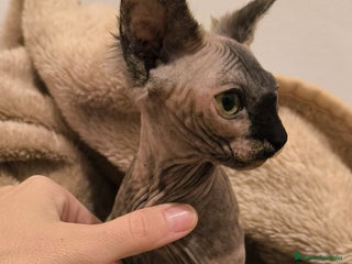 Sphynx gatos Última hembra sphynx - Anuncio 24