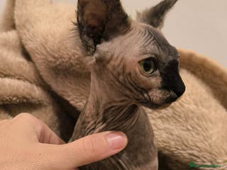 Sphynx gatos Última hembra sphynx - Anuncio 23