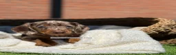 Teckel Miniatura perros en venta: TECKEL MACHO - Anuncio 2