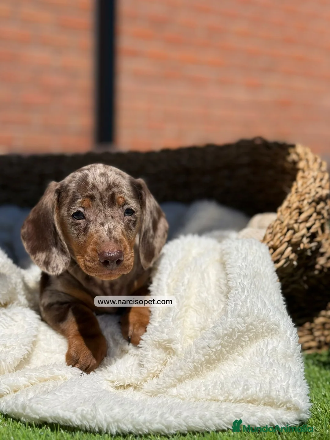 Teckel Miniatura perros en venta: TECKEL MACHO - Anuncio 2