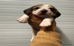 Beagle perros en venta: Beagle hembras - Imagen 1