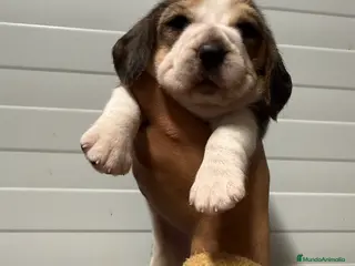 Beagle perros Beagle hembras - Anuncio 4