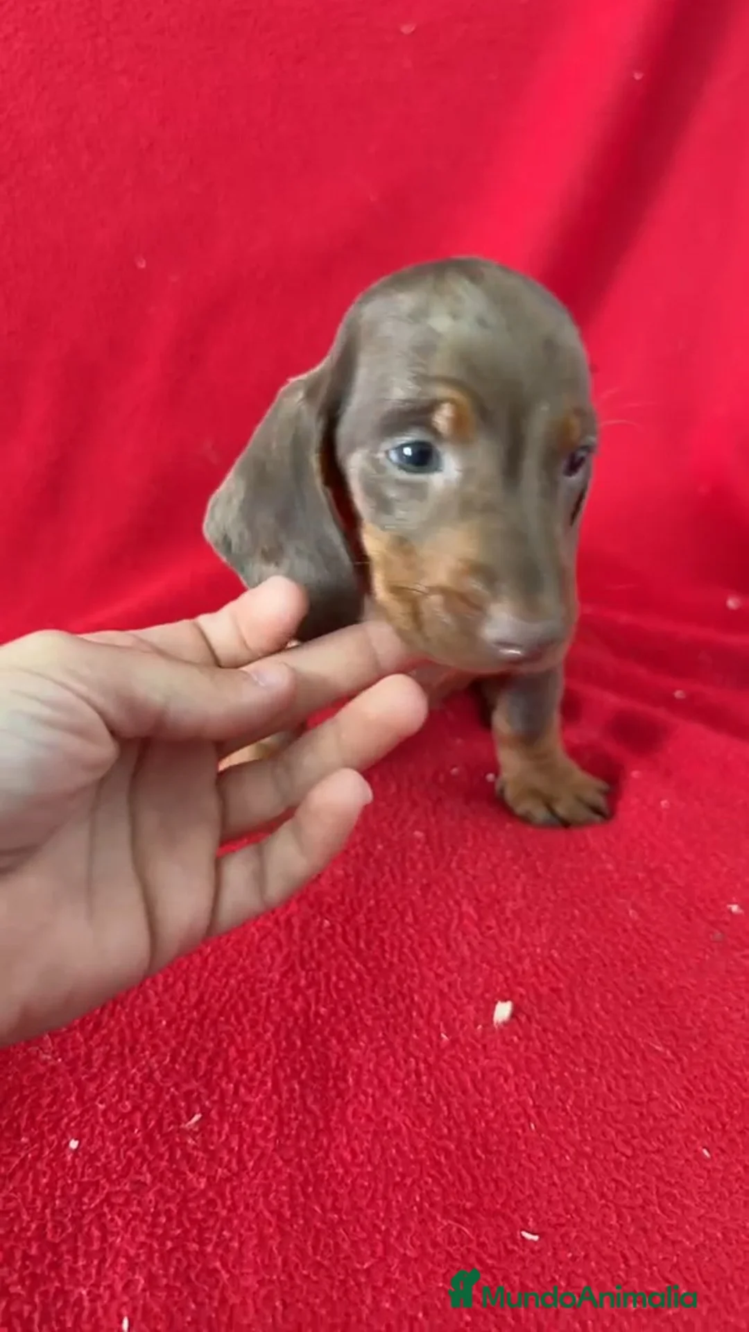 Teckel Miniatura perros en venta: Teckel Miniatura Arlequin  - Anuncio 1