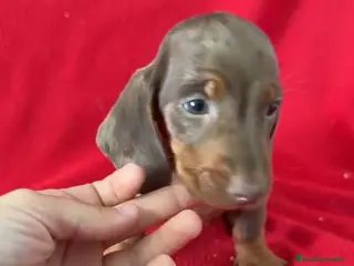 Teckel Miniatura perros Teckel Miniatura Arlequin - Anuncio 1