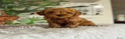 Caniche Toy perros en venta: CANCIHE ROJO - Anuncio 18