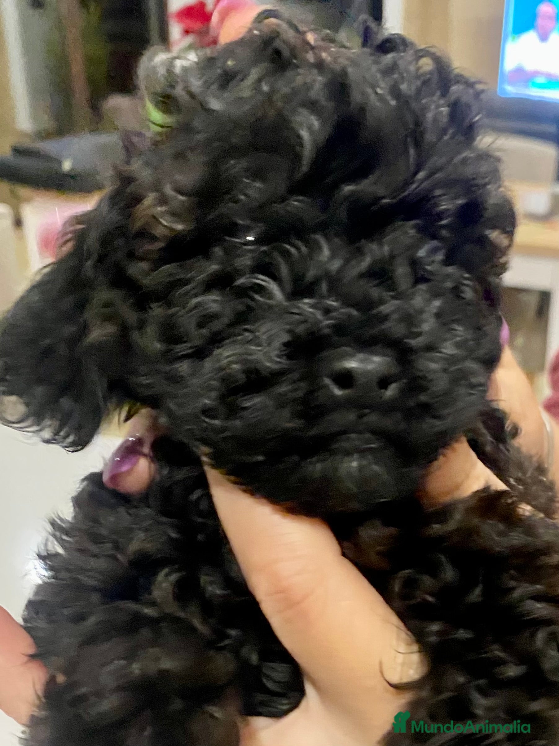 Caniche Toy perros Camada de caniches Toy - Anuncio 2